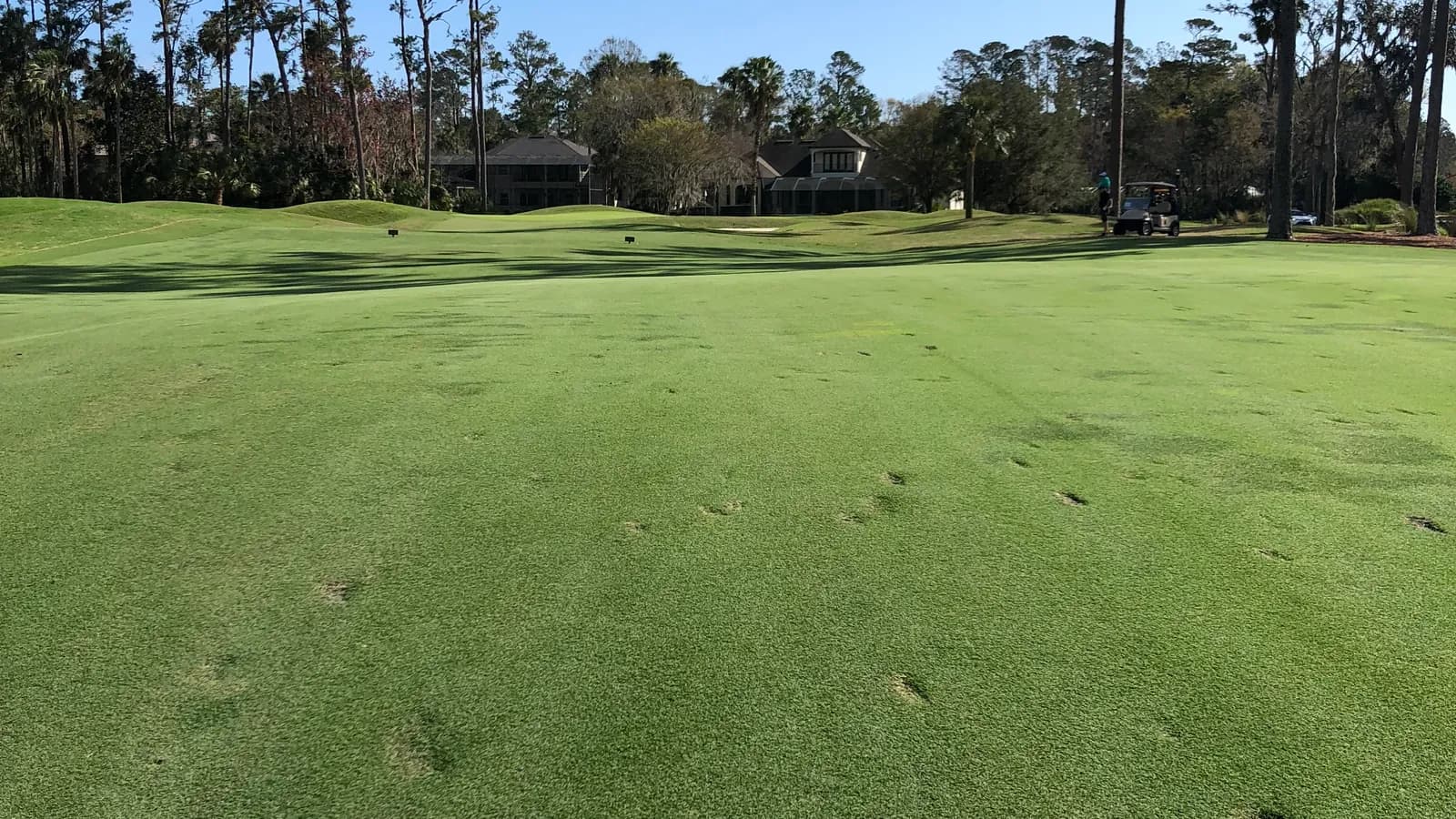 A wide fairway lined with palms and pines under a clear blue sky, with course-side homes in the distance.
